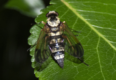 Chrysopilus ornatus