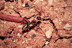 Camponotus ephippium