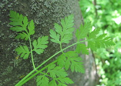 Anthriscus cerefolium