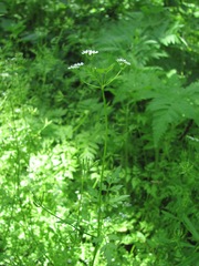 Anthriscus cerefolium