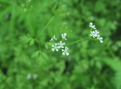 Anthriscus cerefolium