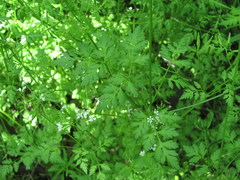 Anthriscus cerefolium