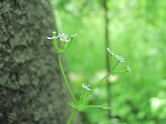 Anthriscus cerefolium