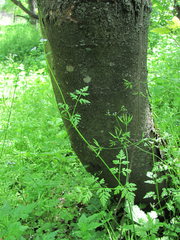 Anthriscus cerefolium