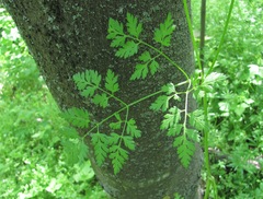 Anthriscus cerefolium