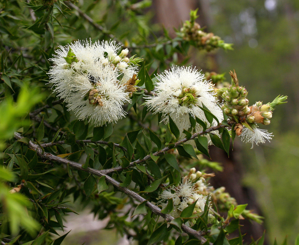 Melaleuca styphelioides