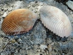 Vasticardium pectiniforme