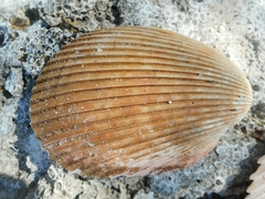 Vasticardium pectiniforme