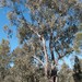 Eucalyptus moluccana - Photo (c) Tony Rodd, algunos derechos reservados (CC BY-NC-SA)