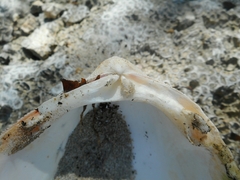Vasticardium pectiniforme