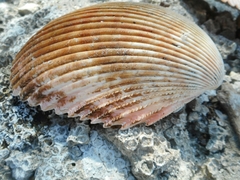 Vasticardium pectiniforme