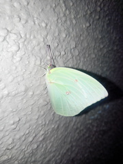 Catopsilia pomona