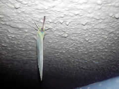 Catopsilia pomona