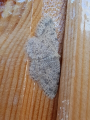 Gnophini