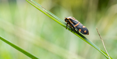 Phymatostetha perspicillaris