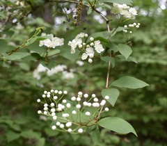 Deutzia parviflora
