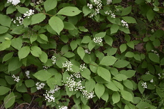 Deutzia parviflora