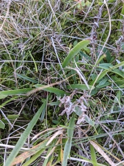 Plantago gaudichaudii