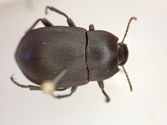 Mimopeus opaculus