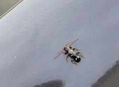 Phymatodes