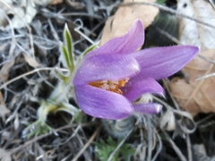 Pulsatilla montana