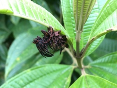 Citheronia phoronea