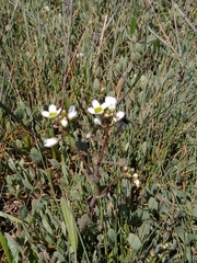 Cochlearia anglica