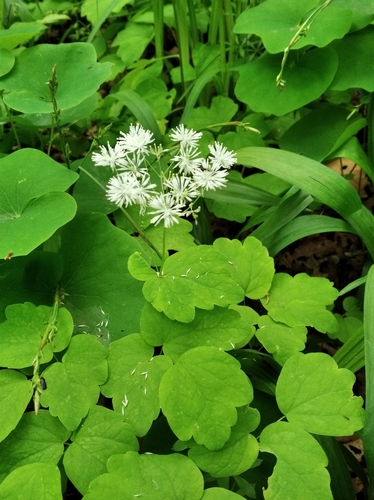 Thalictrum filamentosum, photograph 4