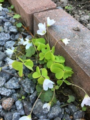 Oxalis acetosella