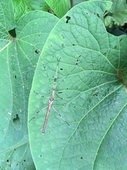 Pseudophasma marmoratum