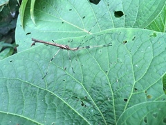 Pseudophasma marmoratum