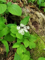 Thalictrum filamentosum
