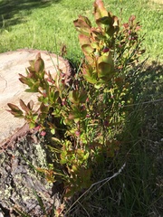 Vaccinium myrtillus