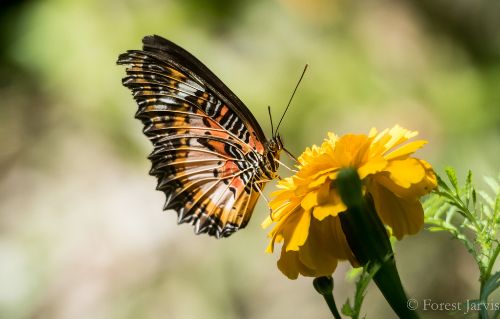 Luzon Lacewing