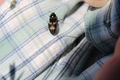 Selatosomus suckleyi