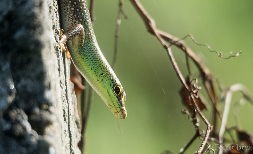 Emerald Skink