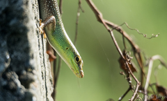 Lamprolepis smaragdina