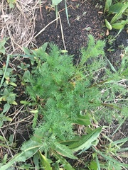 Tripleurospermum inodorum