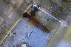 Dysmicohermes disjunctus