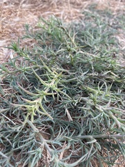 Cardionema ramosissimum