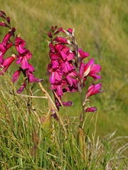 Gladiolus communis byzantinus