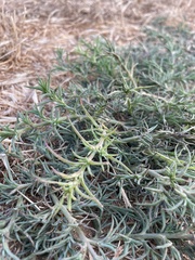 Cardionema ramosissimum