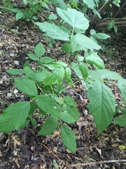Acer negundo