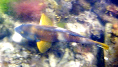 Notolabrus tetricus