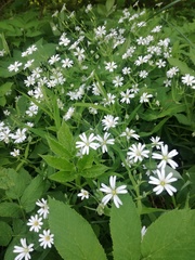 Rabelera holostea