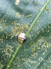 Omaspides bistriata