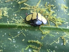 Omaspides bistriata