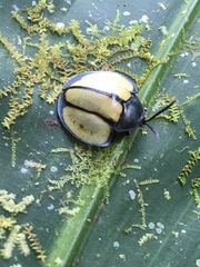 Omaspides bistriata