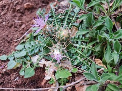 Centaurea raphanina