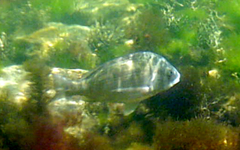 Acanthopagrus butcheri